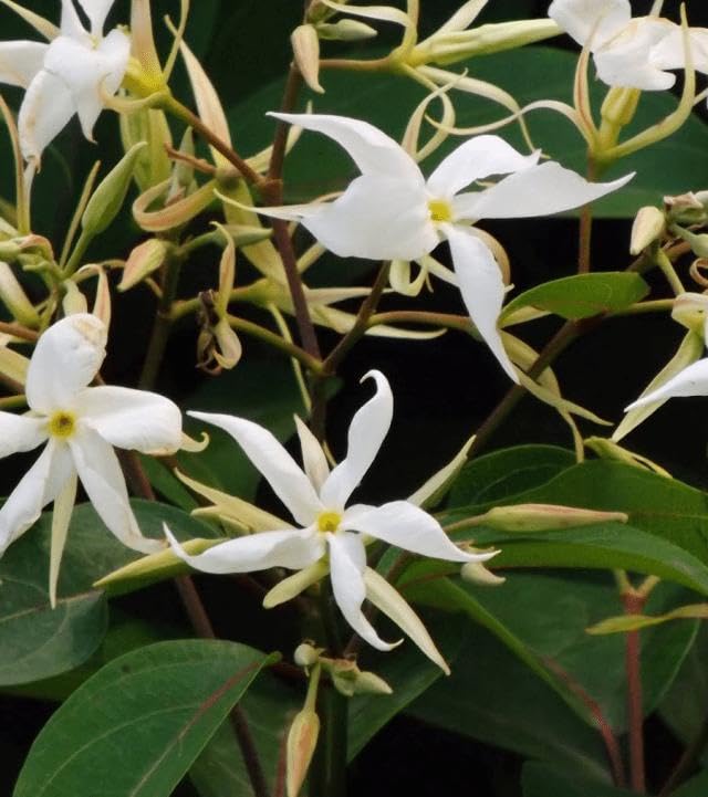 Malati/Maloti lota(Aganosma Dichotoma) Fragnance Flower Plant - Image 5