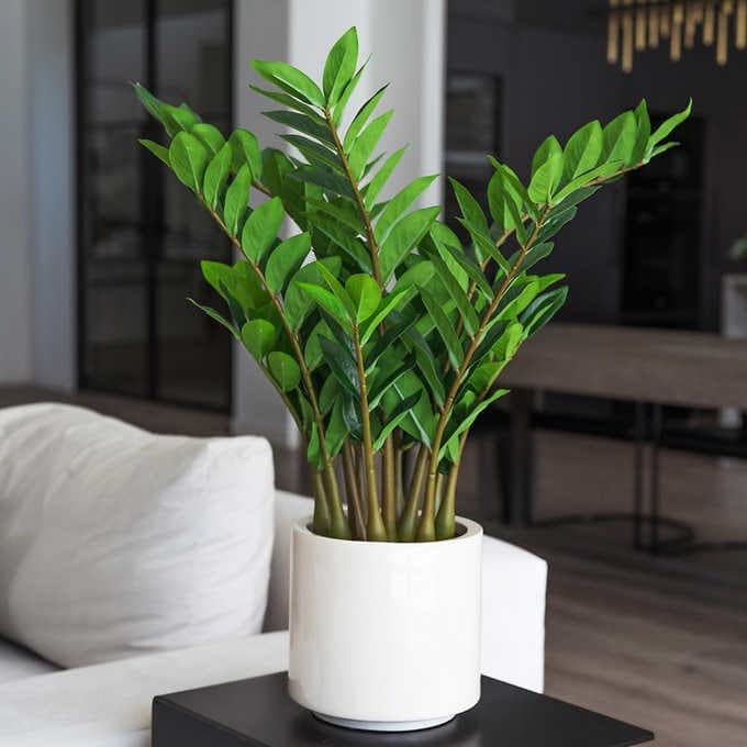 ZZ Dwarf Black Indoor Live Plant with pot - Image 3