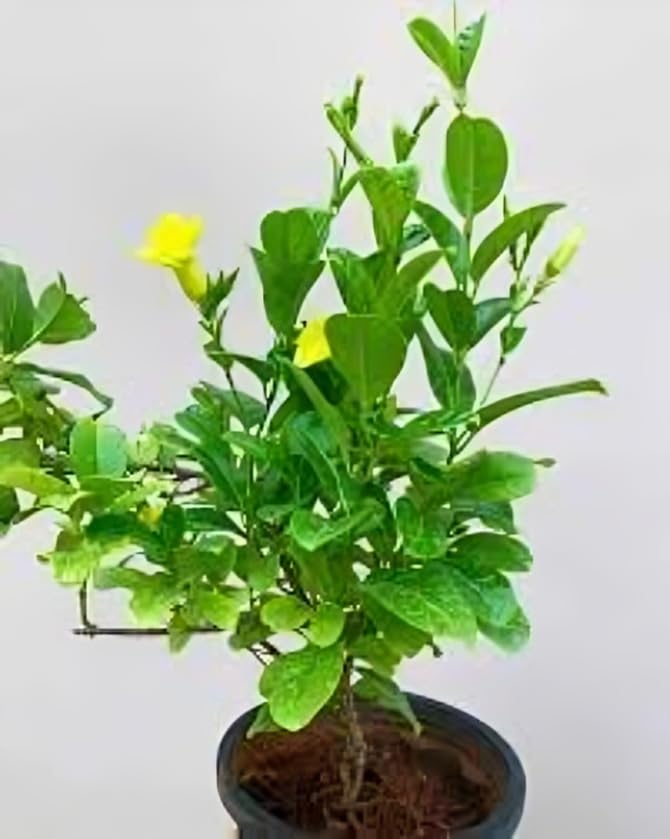 Yellow Allamanda Creeper Healthy Flowering Plant with Pot - Image 4