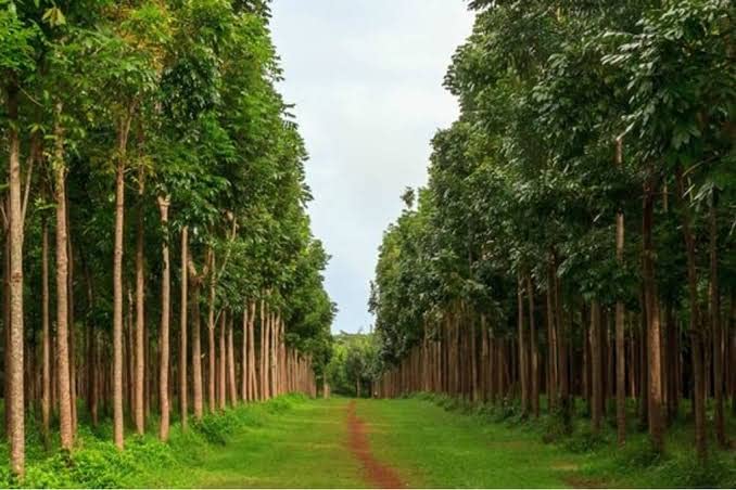 Big-leaf Mahogany (Swietenia macrophylla) – Healthy Live Plant - Image 4