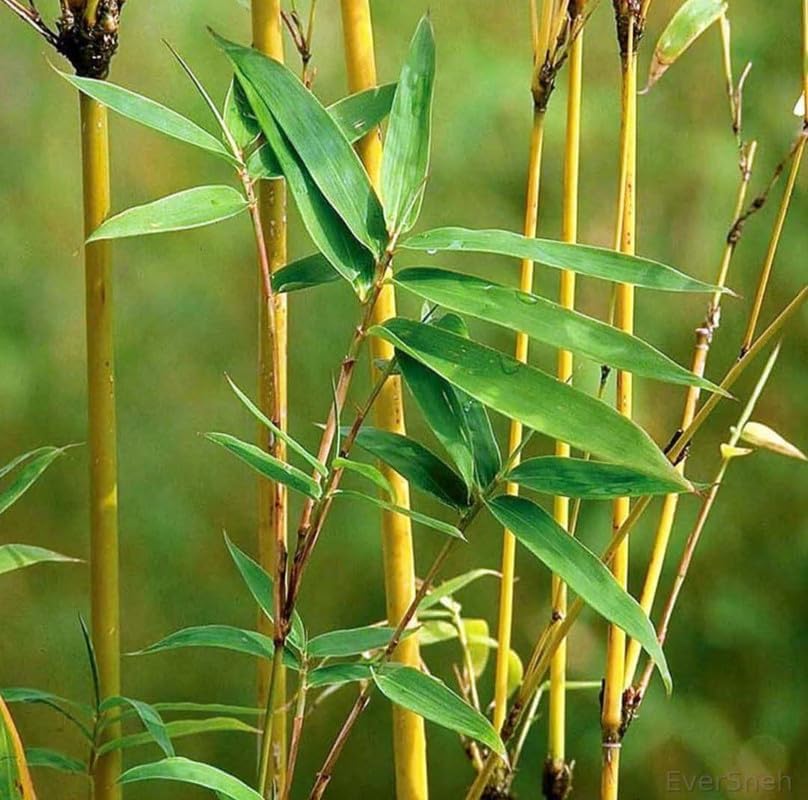 Golden bamboo plant / Yellow Bamboo - Phyllostachys aurea Plant for indoor - Image 2