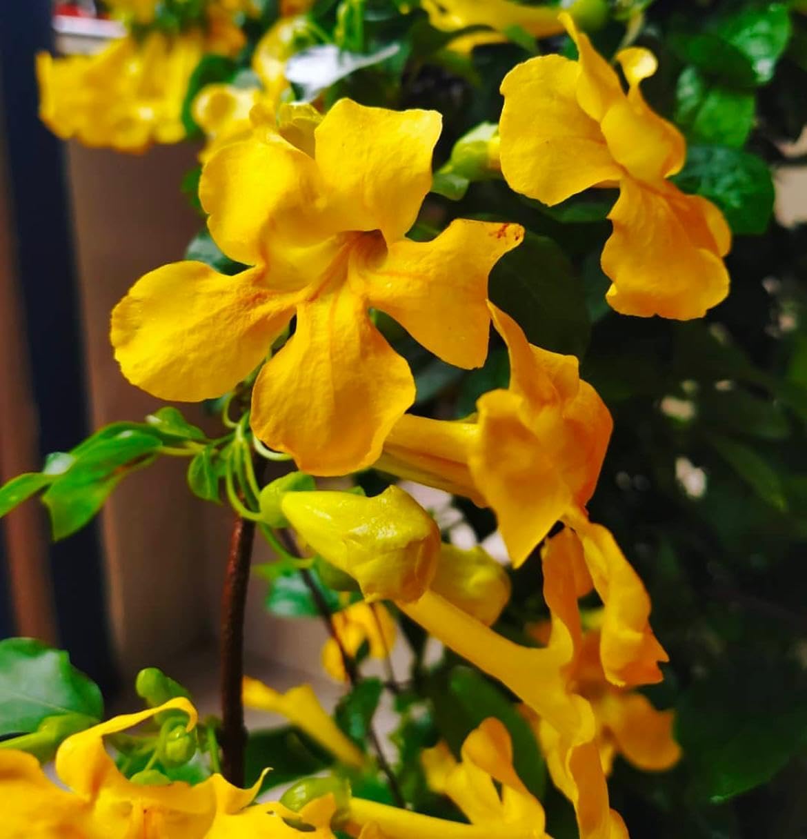 Cat's Claw Creeper (Dolichandra) Plant | Dolichandra unguis-cati Premium Live Flowering Climber for Home Garden - Image 4