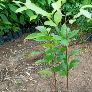 Big-leaf Mahogany (Swietenia macrophylla) – Healthy Live Plant