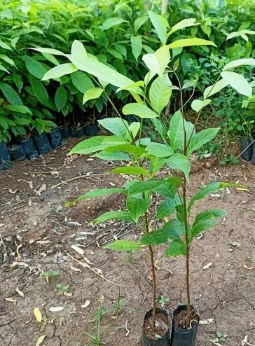 Big-leaf Mahogany (Swietenia macrophylla) – Healthy Live Plant