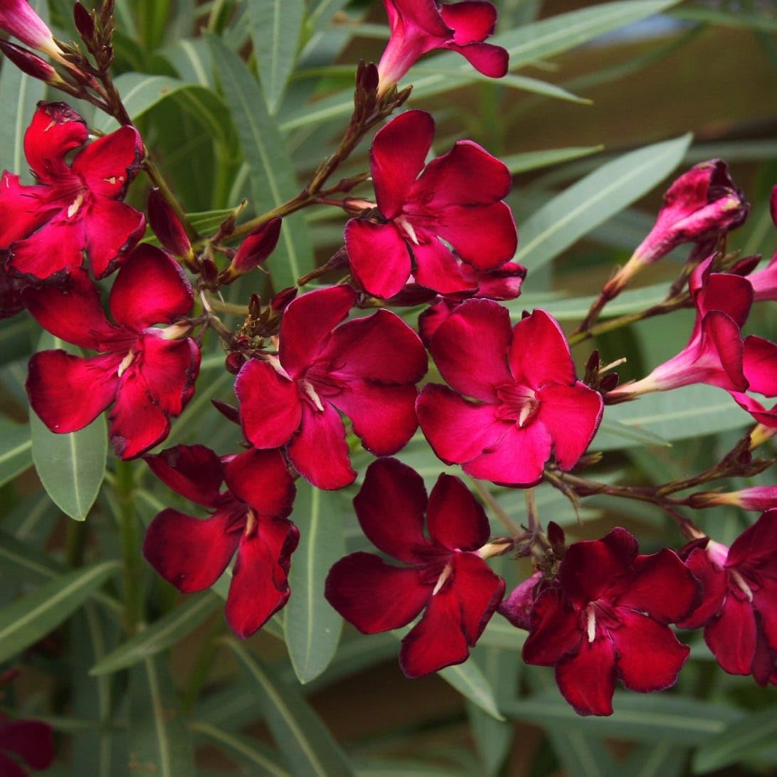 Oleander Plant | Kaner Plant | karaveera Plant | Arali Plant | kanagile Shrub Healthy Flower Plant for home and garden - Image 3
