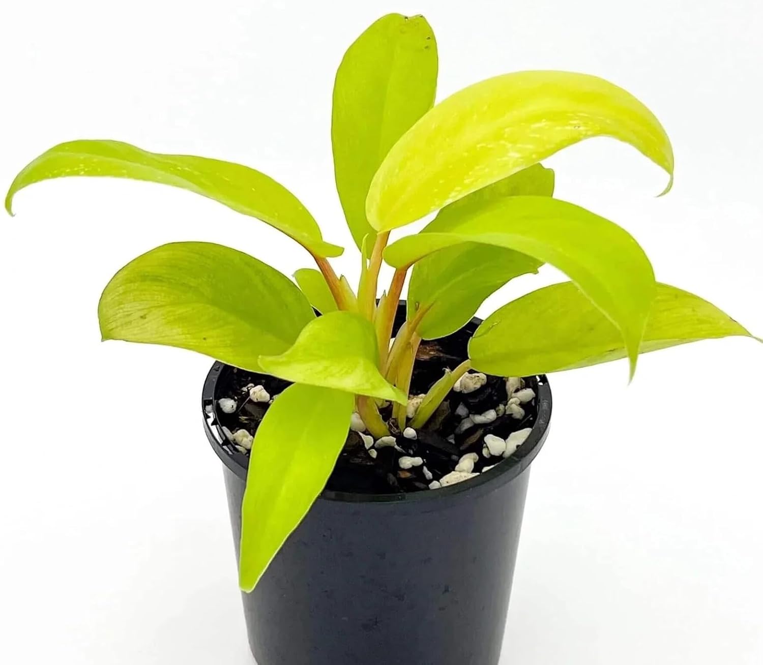 Philodendron Ceylon Golden Indoor Plant with Pot For Home Decor and Garden - Image 2