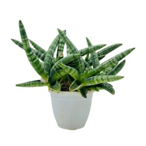 Sansevieria Boncel Starfish Snake Plant with Pot