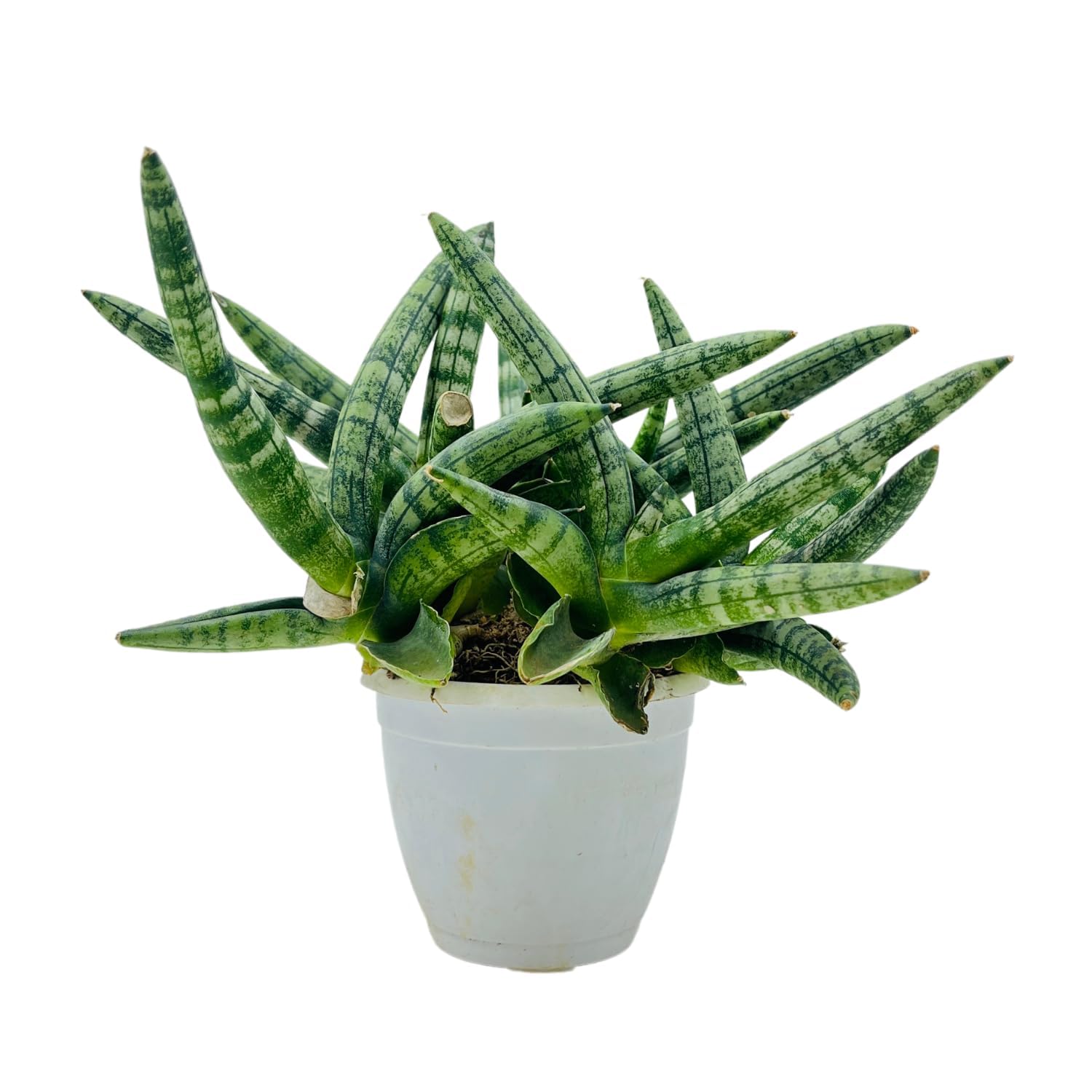 Sansevieria Boncel Starfish Snake Plant with Pot