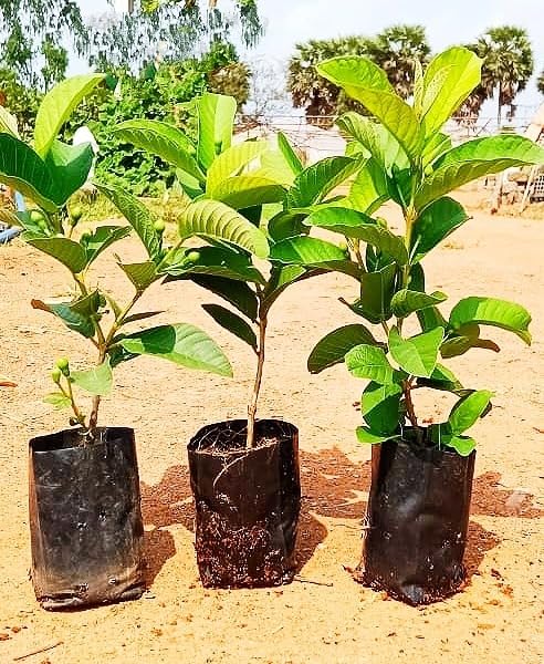 All Time Red Diamond Guava Plant | Premium Live Guava Fruit Plant for Home Garden - Image 2