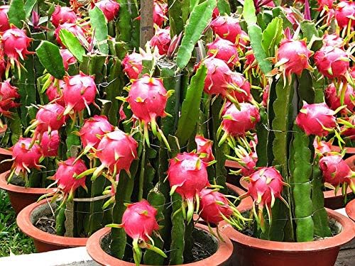 Hybrid Mini Dragon Fruit Cactus Live Plant in Pot - Image 3