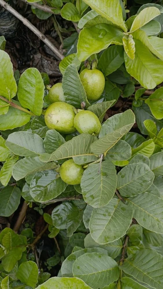 All Time Red Diamond Guava Plant | Premium Live Guava Fruit Plant for Home Garden - Image 3