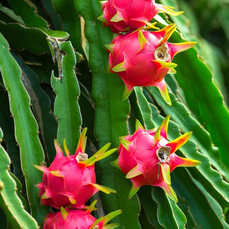 Hybrid Mini Dragon Fruit Cactus Live Plant in Pot - Image 4