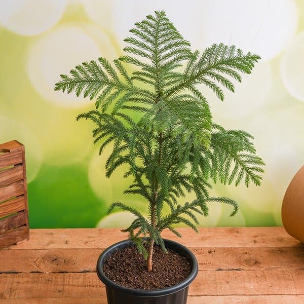 Live Christmas Tree Plant – Hybrid Araucaria Live Pine-Like Ornamental Tree for Home & Office Decor - Image 6