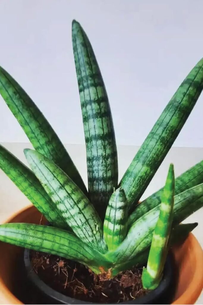 Plant nursery and garden plants in Amaravati Andhra Pradesh form krisikart