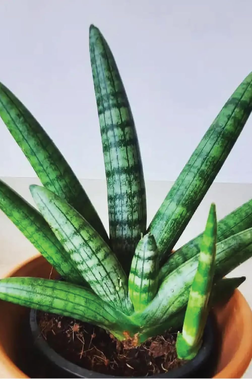 Sansevieria Boncel Starfish Snake Plant with Pot - Image 4