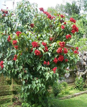 Sindoor Plant Outdoor Garden (Organic) | Live Sindoor Flowering Plant | Beautiful Ornamental Garden Plant - Image 5