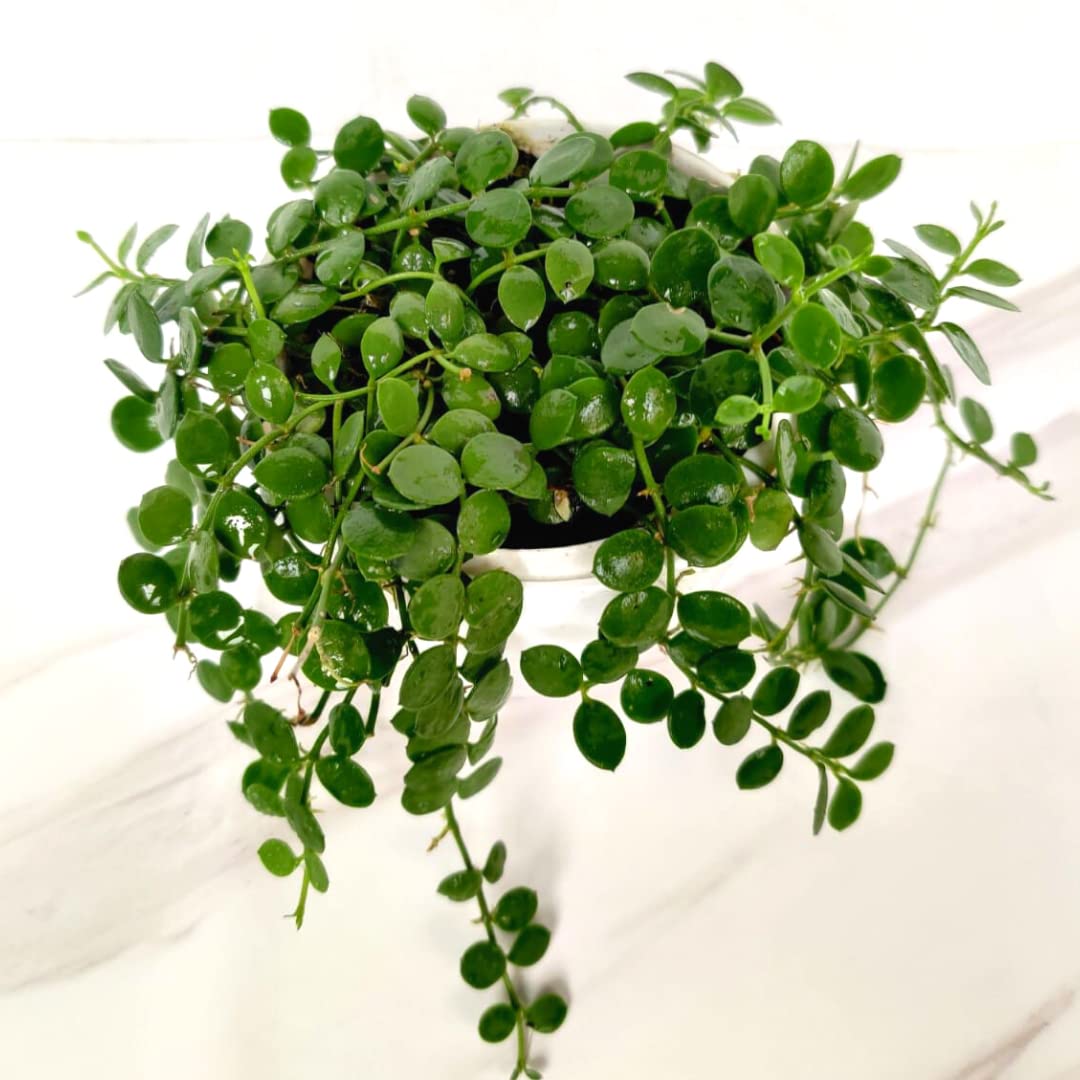 String of Nickels (Dischidia Nummularia)-Versatile Trailing Plant with pot - Image 4