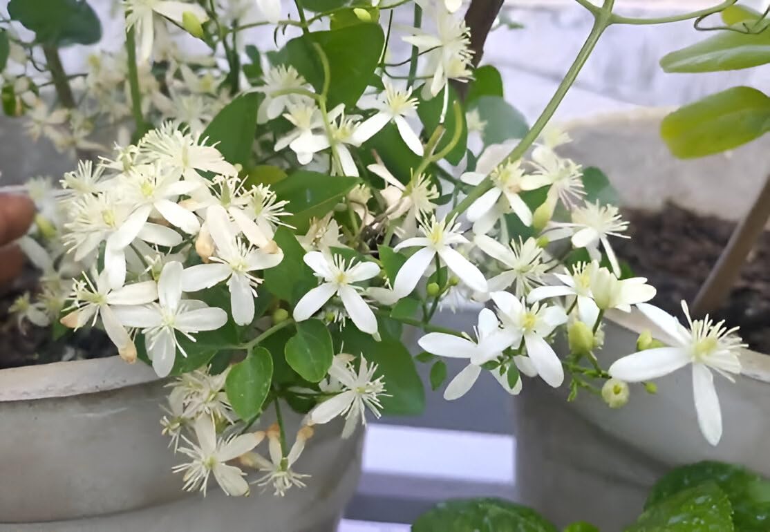 Budhha Jui/Juhi Fragnance Healthy Flower Plant with pot - Image 5