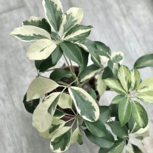 Variegated Schefflera/Umbrella Healthy Live Plant With Pot