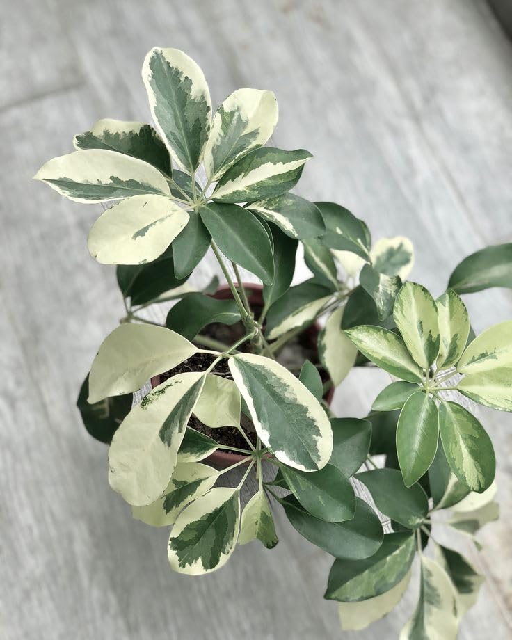 Variegated Schefflera/Umbrella Healthy Live Plant With Pot