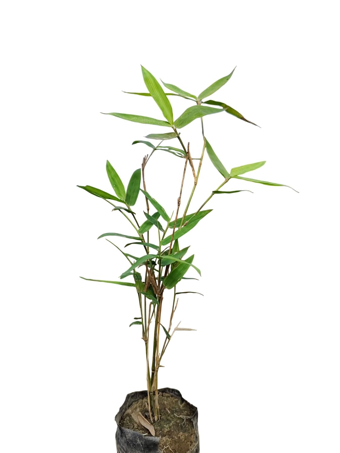 Golden bamboo plant / Yellow Bamboo - Phyllostachys aurea Plant for indoor - Image 3