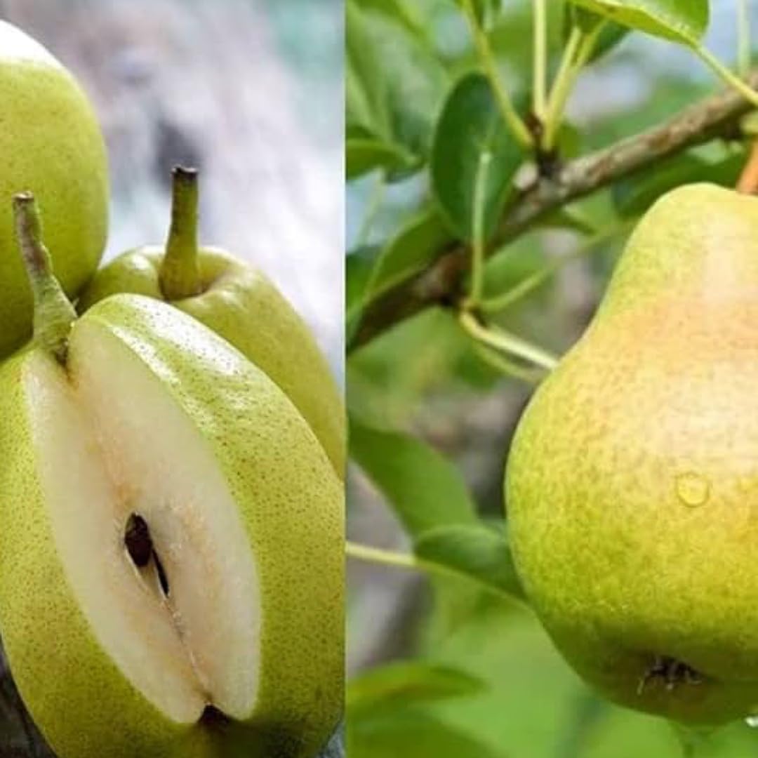 Hybrid Air-Layered Nashpati / Pear Foot Long Fruit Plant - Image 3