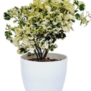 White Variegated Aralia Plant – Live Indoor Ornamental Foliage Plant for Home & Office with pot