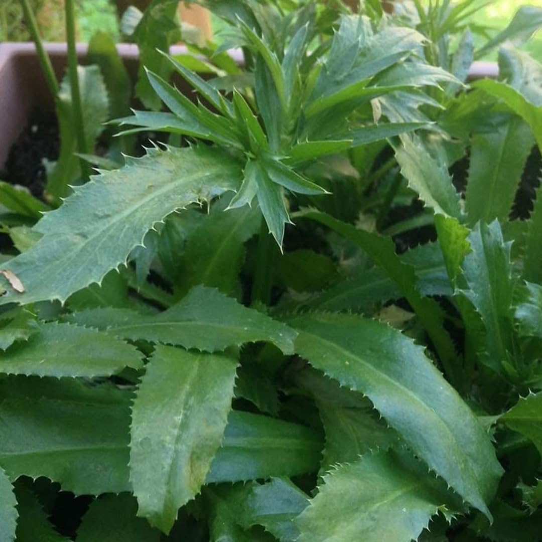 Thai Long Coriander Hybrid Plant – Live Coriander Herb Plant | Healthy Green Culinary Herb - For Planting - Image 6