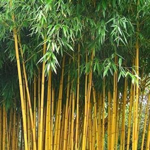 Golden bamboo plant / Yellow Bamboo - Phyllostachys aurea Plant for indoor