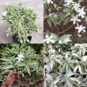 Variegated Tagar/Crape Jasmine Flower Healthy Plant