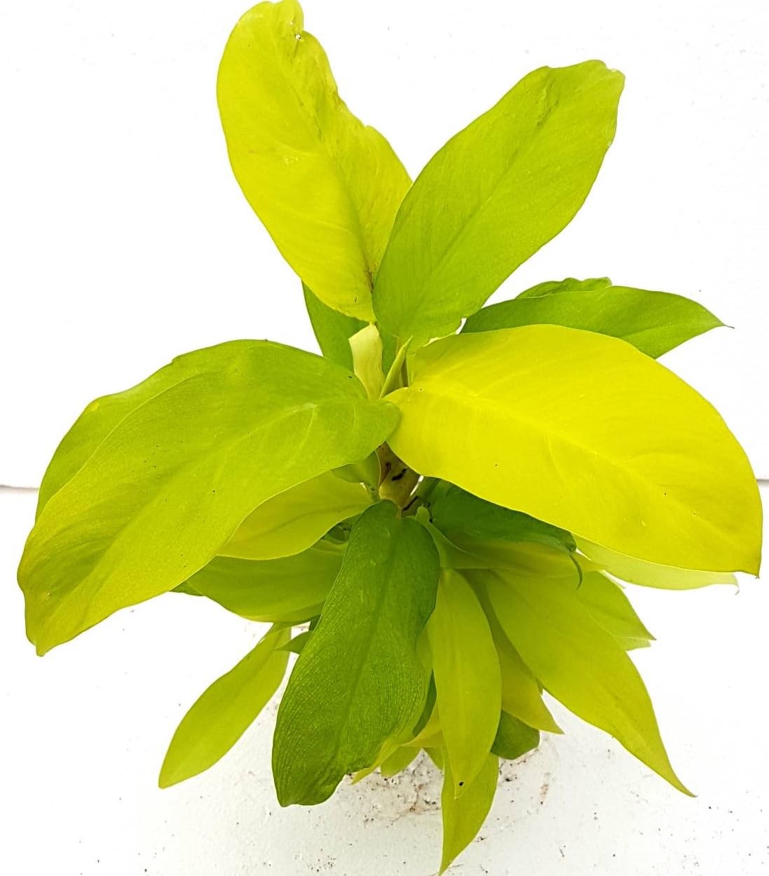 Philodendron Ceylon Golden Indoor Plant with Pot For Home Decor and Garden - Image 3