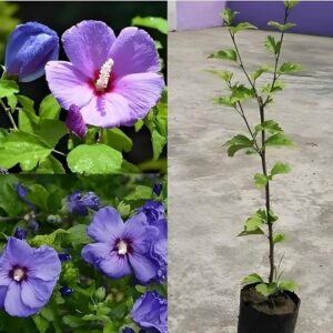 Indian Blue Hibiscus Healthy Flower Plant