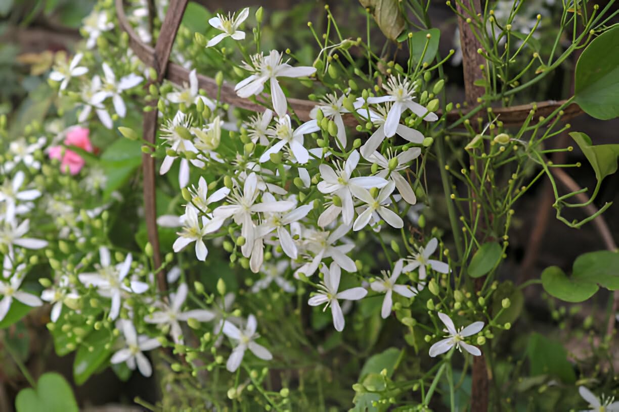 Budhha Jui/Juhi Fragnance Healthy Flower Plant with pot - Image 2