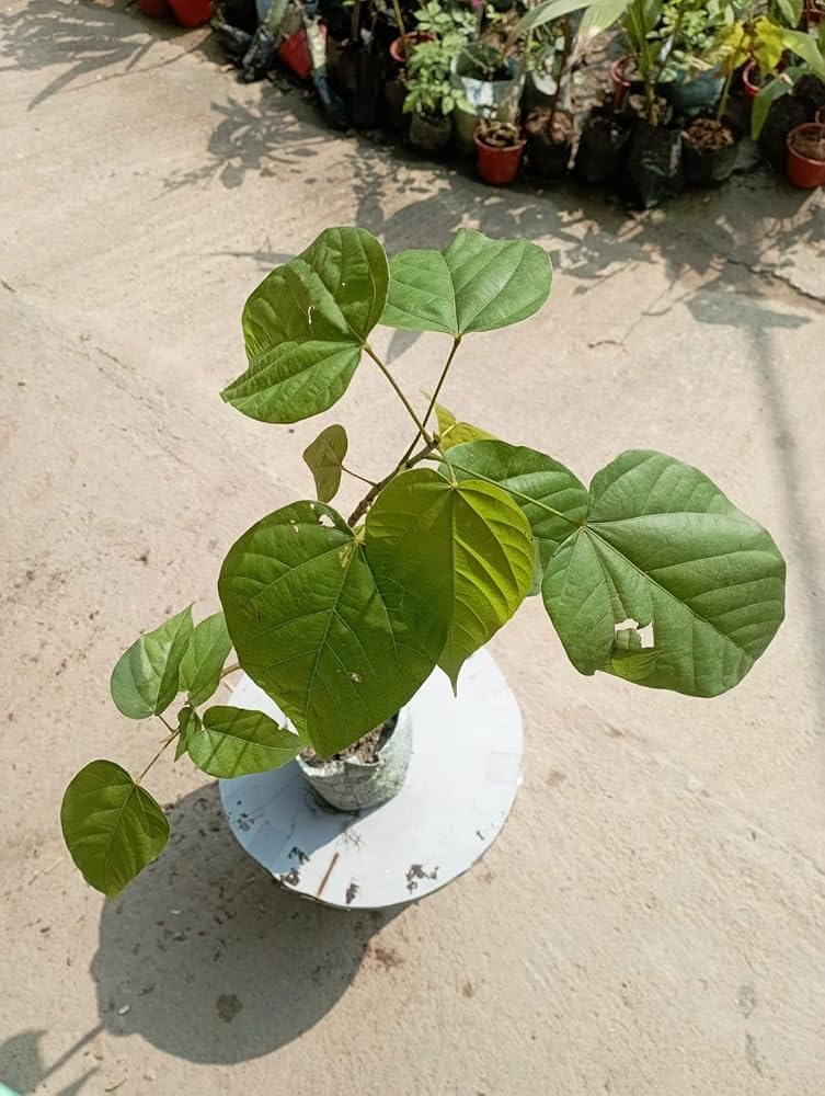 Sindoor Plant Outdoor Garden (Organic) | Live Sindoor Flowering Plant | Beautiful Ornamental Garden Plant - Image 6