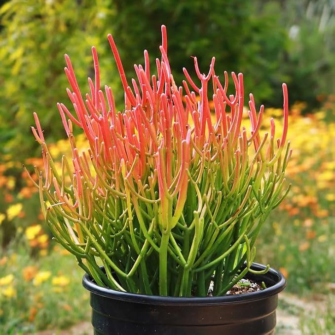 Euphorbia Tirucalli/ Fire Stick(Sticks on Fire/Red Pencil Cactus) Plant