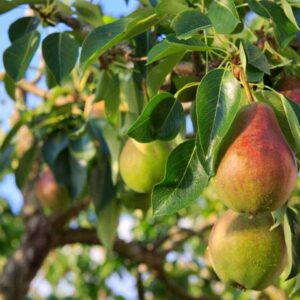 Hybrid Air-Layered Nashpati / Pear Foot Long Fruit Plant