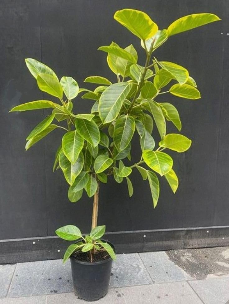 Variegated Rubber Plant (Ficus altissima 'Yellow Gem' / 'Lemon Lime') | Live Indoor Ornamental Plant for Home & Office - Image 5