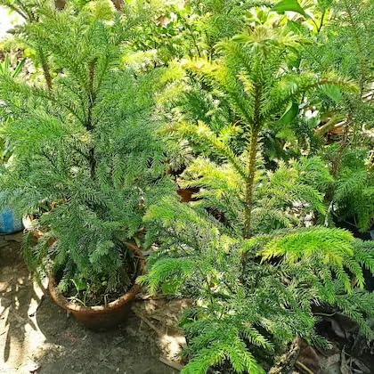 Live Christmas Tree Plant – Hybrid Araucaria Live Pine-Like Ornamental Tree for Home & Office Decor - Image 3