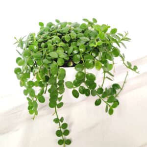 String of Nickels (Dischidia Nummularia)-Versatile Trailing Plant with pot