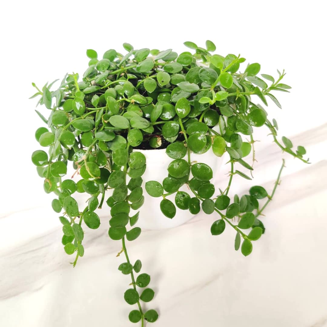 String of Nickels (Dischidia Nummularia)-Versatile Trailing Plant with pot