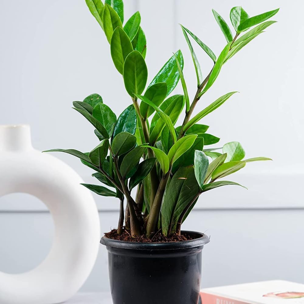 ZZ Dwarf Black Indoor Live Plant with pot - Image 2