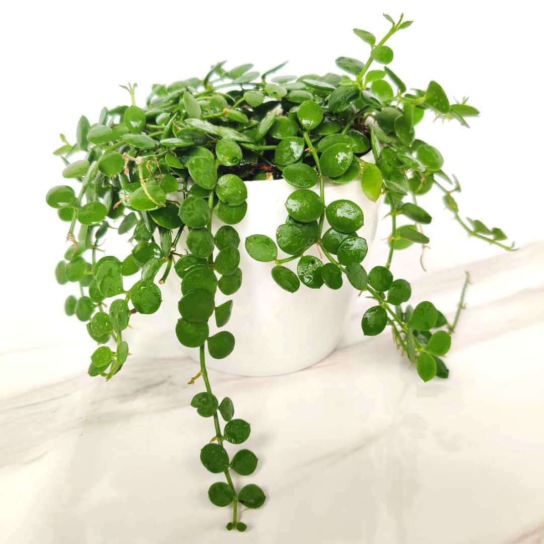 String of Nickels (Dischidia Nummularia)-Versatile Trailing Plant with pot - Image 5