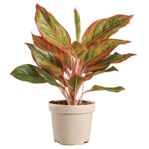 Aglaonema Red Lipstick Healthy Live Plant with pot