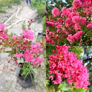 Furush Rare Variety Flower Healthy Plant