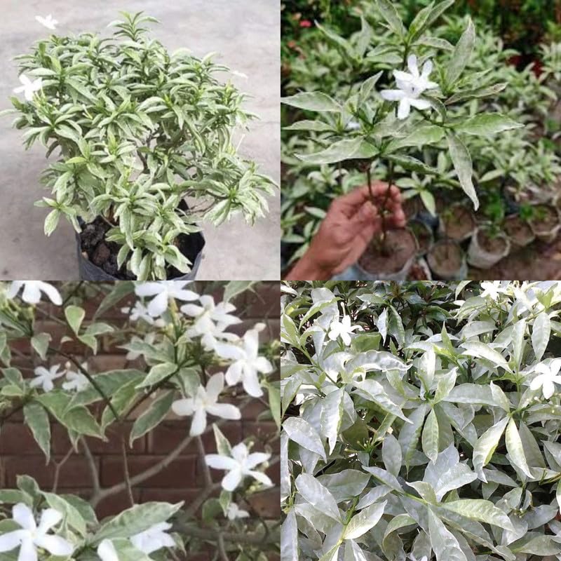 Variegated Tagar/Crape Jasmine Flower Healthy Plant - Image 2