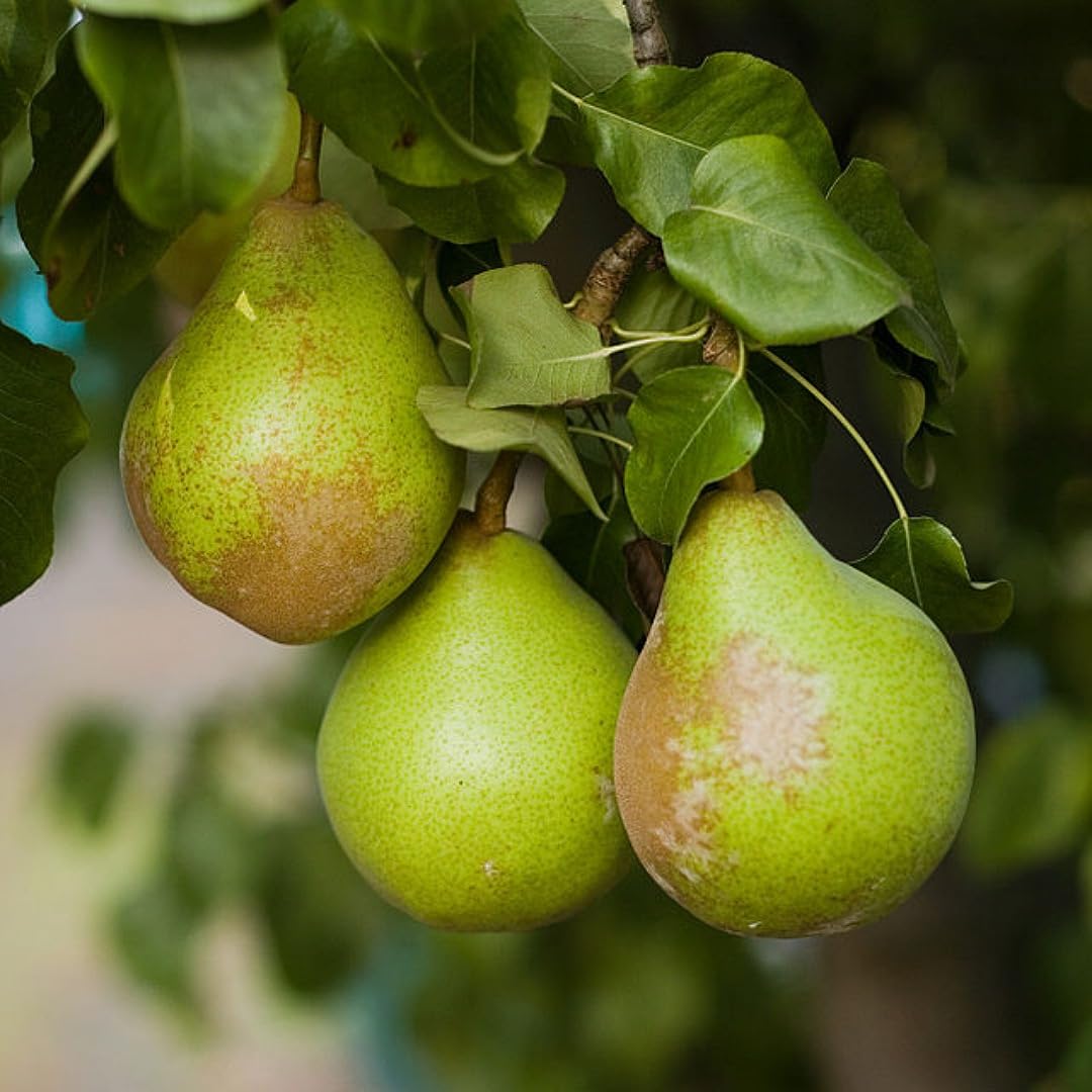 Hybrid Air-Layered Nashpati / Pear Foot Long Fruit Plant - Image 5