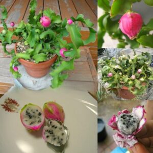 Hybrid Mini Dragon Fruit Cactus Live Plant in Pot
