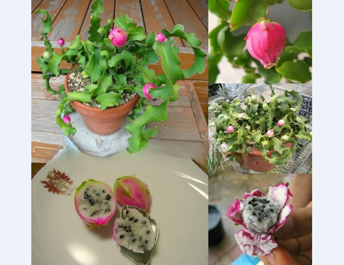 Hybrid Mini Dragon Fruit Cactus Live Plant in Pot