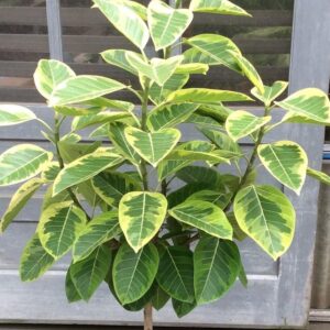 Variegated Rubber Plant (Ficus altissima 'Yellow Gem' / 'Lemon Lime') | Live Indoor Ornamental Plant for Home & Office