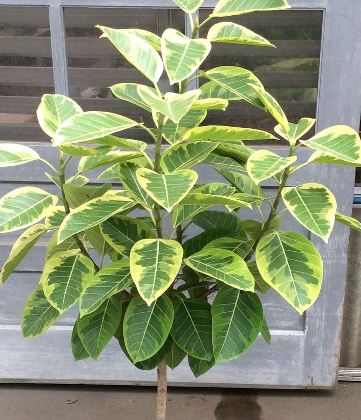 Variegated Rubber Plant (Ficus altissima 'Yellow Gem' / 'Lemon Lime') | Live Indoor Ornamental Plant for Home & Office